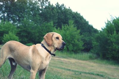 Close-up of dog on field