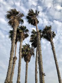 Low angle view of palm trees against sky