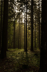 Trees in forest