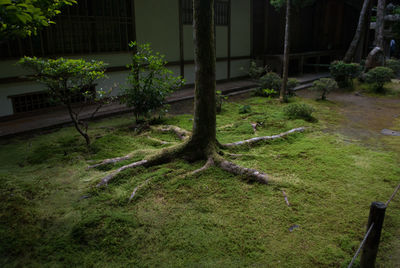 Plants growing on a tree