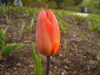 Close-up of red tulip on field