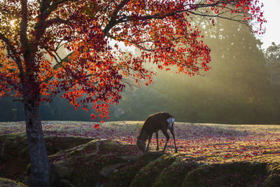 Nara park and deer in the autumn colors