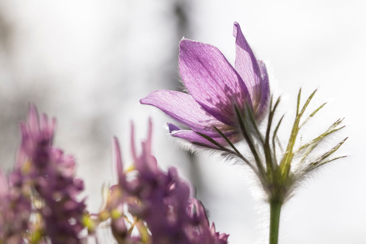 Close-up of pink flowers blooming outdoors