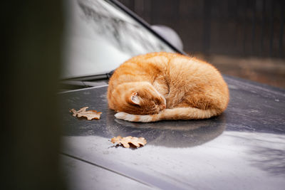 Close-up of a cat