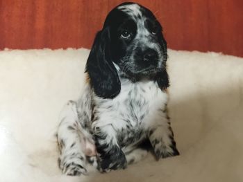 Portrait of dog sitting at home