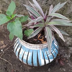 High angle view of potted plant on field