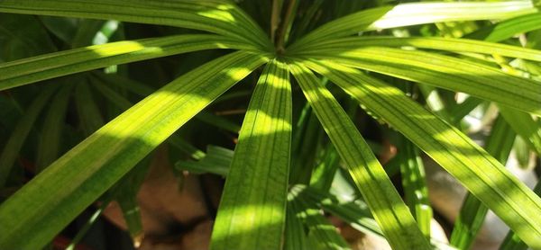 Close-up of palm leaf