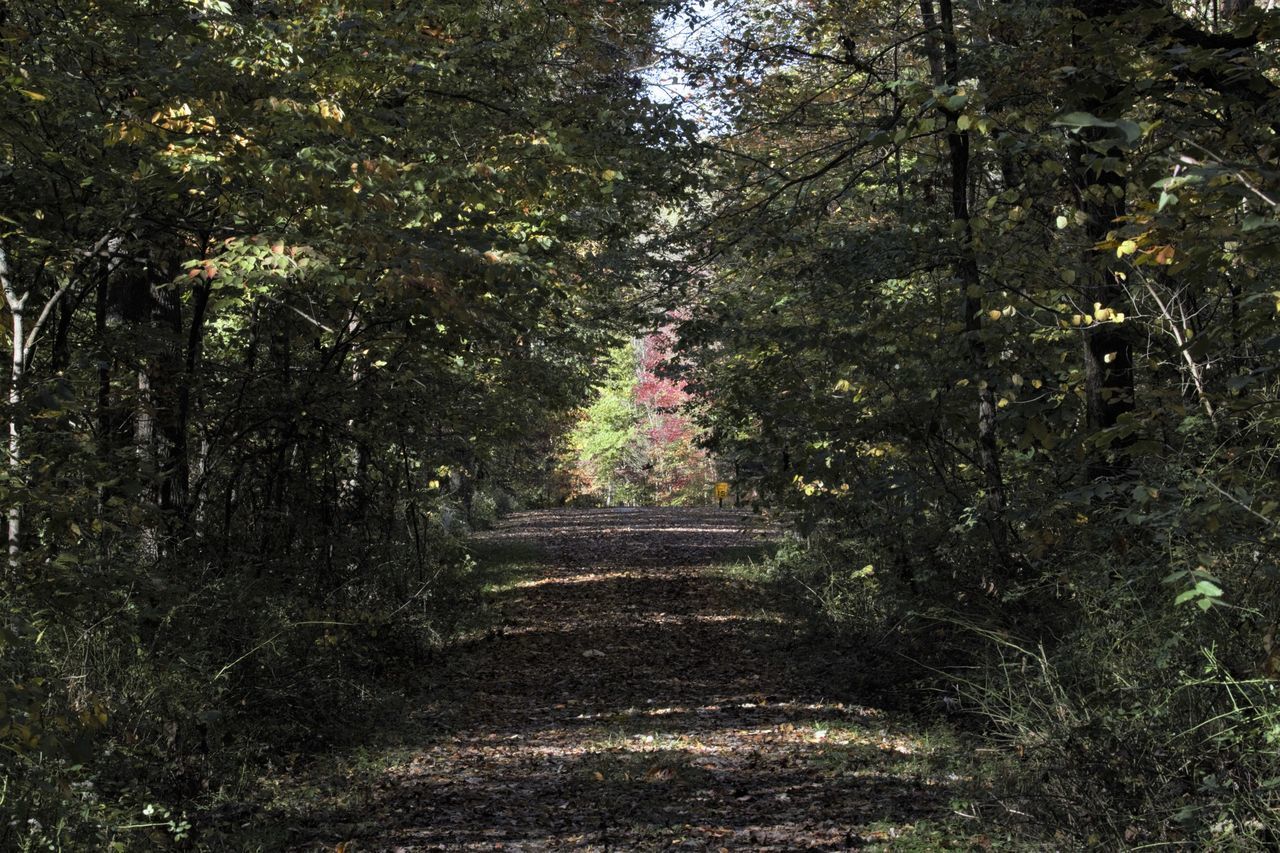 FOOTPATH IN FOREST