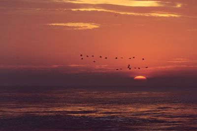 Silhouette birds flying over sea against sky during sunset