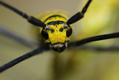 Close-up of spider on plant