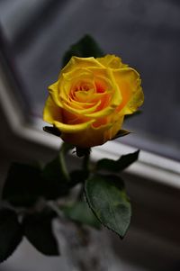 Close-up of yellow rose blooming outdoors