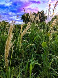 Close-up of crops growing on field against sky