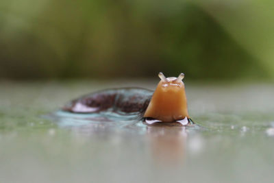 Close-up of crab in water