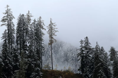 Low angle view of pine trees against sky during winter