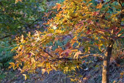 Close-up of maple tree during autumn