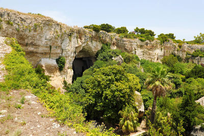 Plants growing on rock against sky