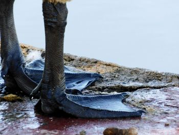 Close-up of horse on beach against sky