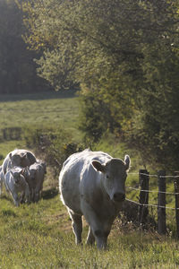 Cows in a field