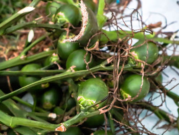 Close-up of fruit growing on tree