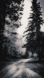 Road amidst trees in forest against sky