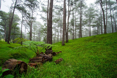 Trees in forest