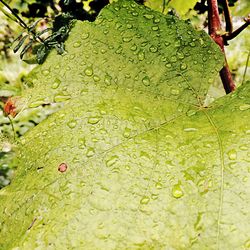 Close-up of leaves on leaf
