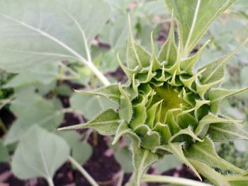 Close-up of fresh green plant