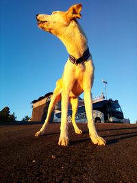 Low angle view of horse against clear blue sky