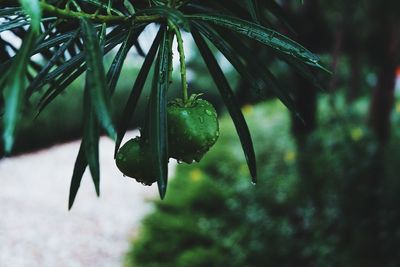 Close-up of pine tree