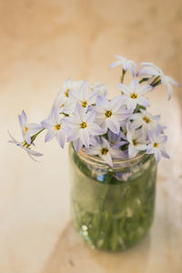 Close-up of white flowers in jar on table