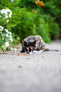Cat on road