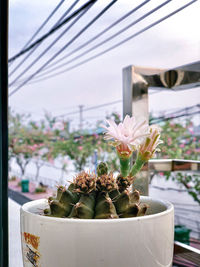 Close-up of potted cactus plant