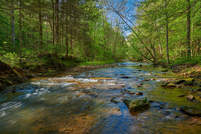 Stream amidst trees in forest