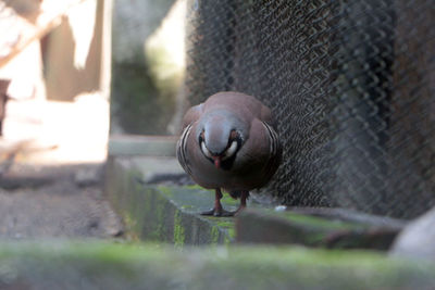 Close-up of bird