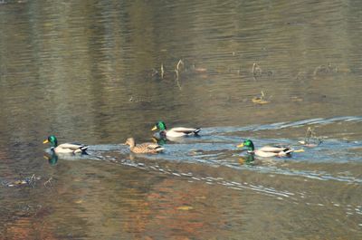 People in river