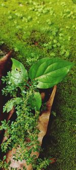 High angle view of leaves