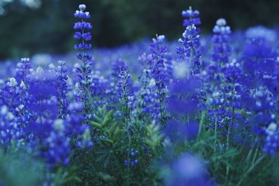 Close-up of purple flowering plants on field