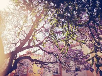 Low angle view of cherry tree against sky