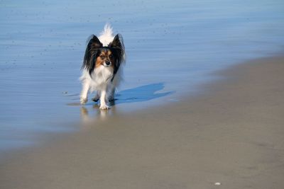 Dog running on beach