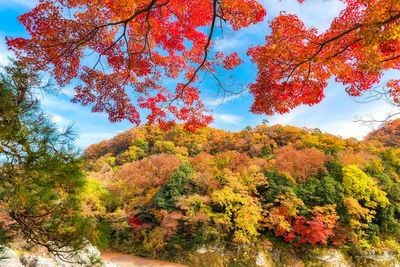 Low angle view of autumnal trees against sky