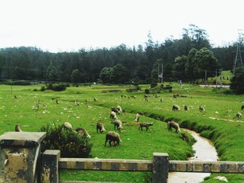 Sheep grazing on field against sky