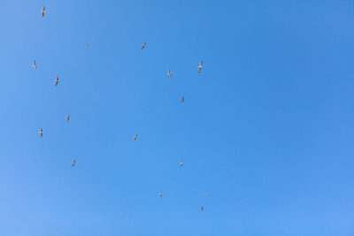 Low angle view of birds flying against clear blue sky