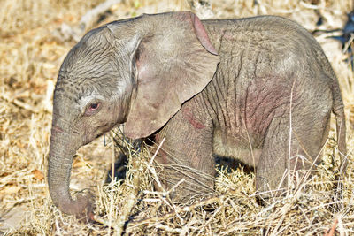 Close-up of elephant in field