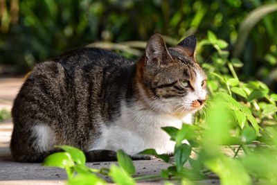 Close-up of cat looking away