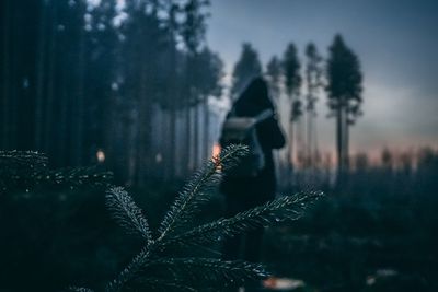 Close-up of plant against sky