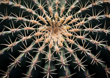 Full frame shot of cactus