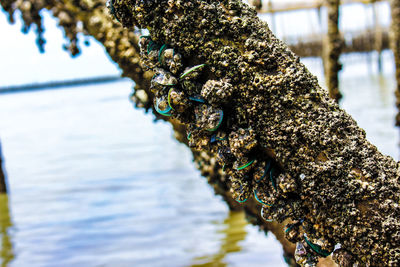 Close-up of crab on tree trunk