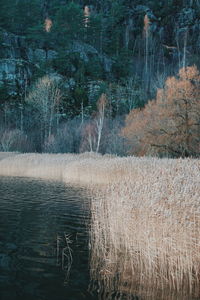 Scenic view of forest