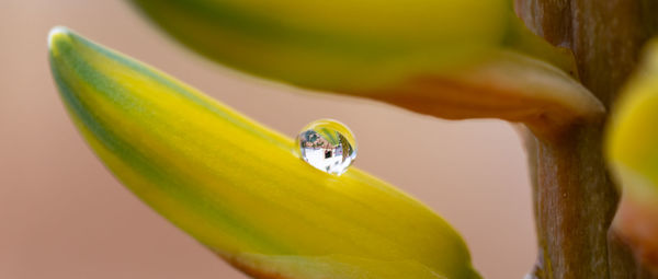 Close-up of raindrop on yellow aloe flower