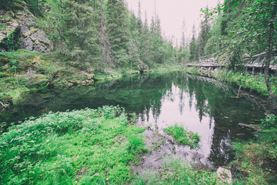 Scenic view of lake in forest